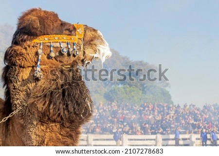 camel waiting its turn with foam in its mouth in camel wrestling