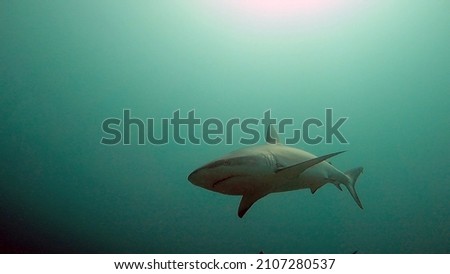 Close-up underwater picture of wild grey reef shark with sunlight and blue green water during scuba diving, Rasdhoo, Alif Alif Atoll, Indian Ocean, Maldives.