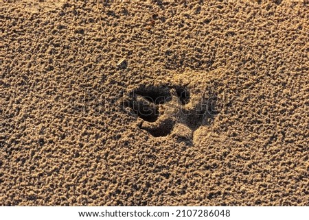 Dog paw track in wet sand on a beach.