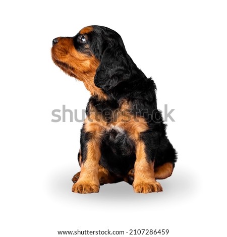 Gordon setter puppy isolated on white background.  Royalty-Free Stock Photo #2107286459