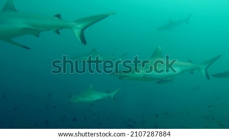 Close-up underwater picture of many wild grey reef sharks with sunlight and blue green water during scuba diving, Rasdhoo, Alif Alif Atoll, Indian Ocean, Maldives.