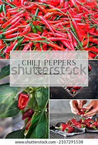 Chili peppers season. Collage of four images - chili in garden and fresh harvested chili. Social media post.