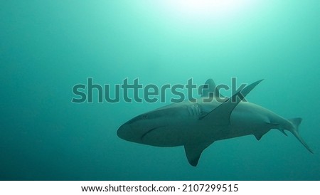 Close-up underwater picture of wild grey reef shark with sunlight and blue green water during scuba diving, Rasdhoo, Alif Alif Atoll, Indian Ocean, Maldives.