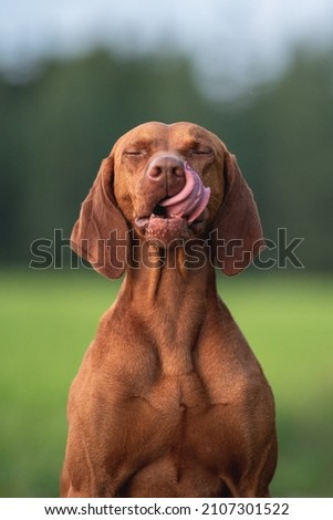 Male Hungarian Vizsla dog in the rays of the setting sun against the backdrop of a green forest. Close up portrait. Dog posing. Dog emotions. Licking lips. The eyes are closed Royalty-Free Stock Photo #2107301522