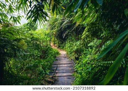 Sri Lanka Rainforest. Path in the jungle. Sinharaja Forest Reserve, Sri Lanka.  Royalty-Free Stock Photo #2107318892