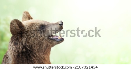 Brown bear (Ursus arctos) on green sunny background. Horizontal nature banner with cute bear on blurred background. Copy space for text. Mock up template