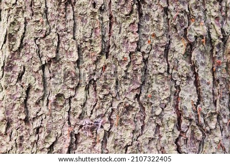 Old rough bark of a greenish pine tree  Royalty-Free Stock Photo #2107322405