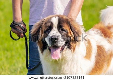 Dog breed moscow watchdog near his master on a leash Royalty-Free Stock Photo #2107323161