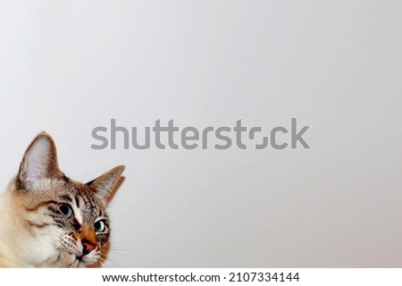 Blank, background with a cat for motivational, cute, funny pictures, slides. In the corner of the photo is the head of a cat gnawing its paw. The cat thought