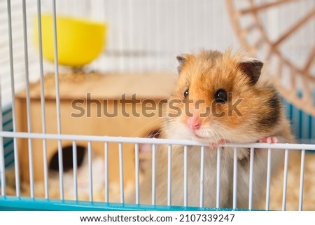 cute fluffy tricolor long haired syrian hamster peeking out of the cage slective focus