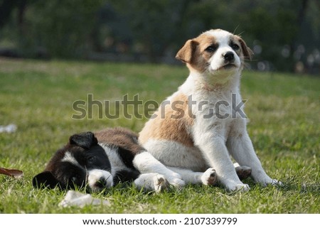 Cute puppies image in park cute puppies enjoying