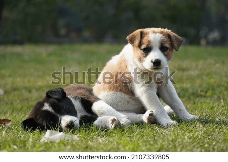 Cute puppies image in park cute puppies enjoying