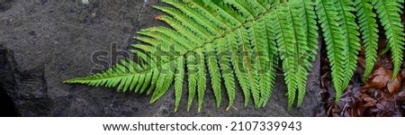 Bright green fern frond laying on the ground and laying across a gray rock, as a nature background
