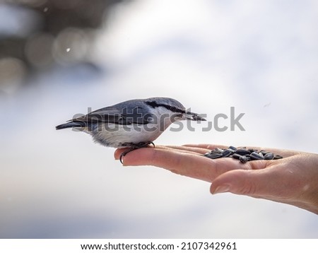 The Eurasian nuthatch eats seeds from a palm. Hungry bird wood nuthatch eating seeds from a hand during winter or autumn. Caring for animals in winter or autumn.