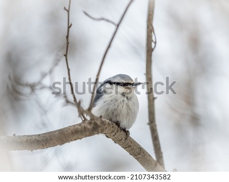Eurasian nuthatch or wood nuthatch, lat. Sitta europaea, sitting on a tree branch with a blurred background. Gray and Orange colored small bird with a black eyestripe.