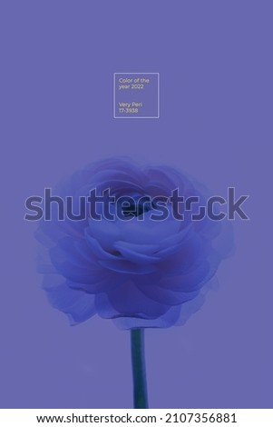 A large purple ranunculus flower on a white background.Isolated Asian buttercup on a perfectly white background. Layout for a design with space to copy. High quality photo
