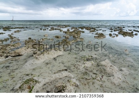 Low tide time on Zanzibar. Low water level has brought out seaweed and stones. Sandy beach covered by water. 