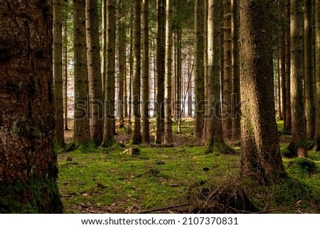 Sun shining through a forest in the Bavarian alps