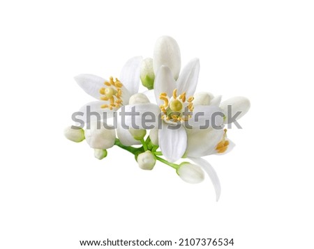 Neroli blossom. Citrus bloom. Orange tree white flowers and buds bunch isolated on white. Royalty-Free Stock Photo #2107376534