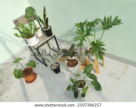Tropical plants by a white wall with window shadow,Angel Plant Philodendron and Snake Plant Sansevieria in the white ceramic pots .green plant .