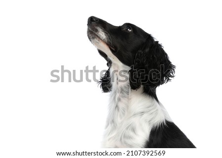 side view of adorable english springer spaniel dog looking up and sitting on white background in studio Royalty-Free Stock Photo #2107392569