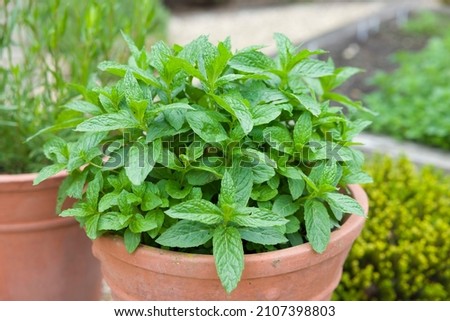 Mint growing in a plant pot. Fresh green mint (mentha spicata) in a herb garden, UK Royalty-Free Stock Photo #2107398803