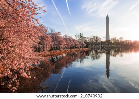 Cherry blossoms in peak bloom. Washington D.C.
