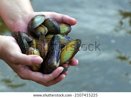 freshwater pearl mussels. river shells in hands. Royalty-Free Stock Photo #2107415225
