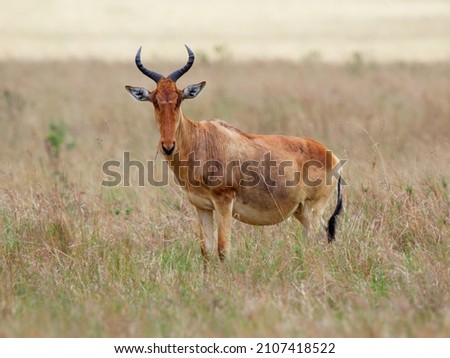 Coke's Hartebeest - Alcelaphus buselaphus or kongoni, antelope native to Kenya and Tanzania, can breed with Lelwel hartebeest, hybrid the Kenya Highland hartebeest lelwel x cokii.  Royalty-Free Stock Photo #2107418522