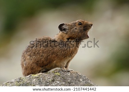 An American Pika (Ochotona princeps) calling or screaming with its mouth open from on top of a rock at Whistler-Blackcomb Mountain in BC, Canada. Royalty-Free Stock Photo #2107441442