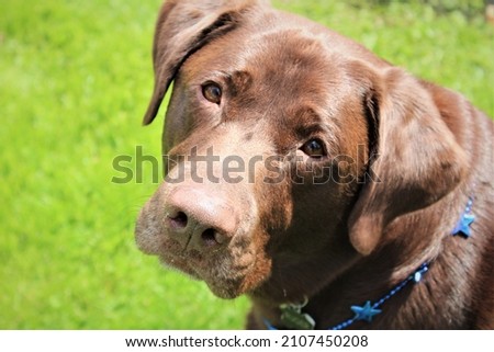A beautiful photogenic Labrador retriever