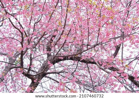 pink sakura blossom, beautiful pink flowers or king tiger tree or Thai cherry blossom,   Thailand.