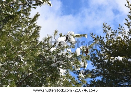 Closeup pine tree with snow