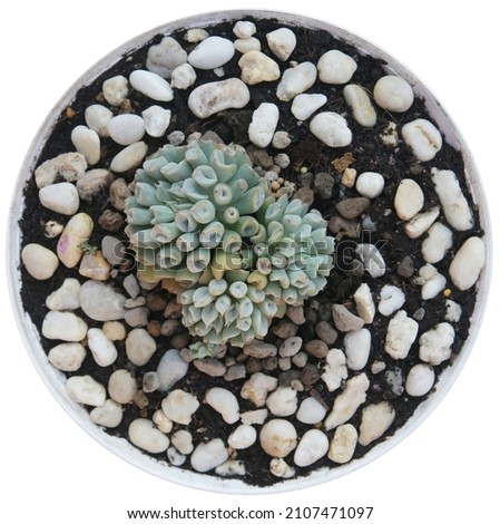 Succulent plants are planted in white circular plastic pots. The white stones placed around the tree and isolated on white background.