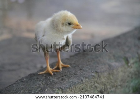 a chick standing in the yard.