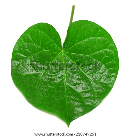 Leaf in the form of heart isolated on white background