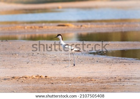 The pied avocet, Recurvirostra avosetta, is a large black and white wader with long, upturned beak and long, bluish legs