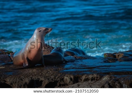 A MATURE SEAL RESTING ON THE ROCKO ALONG THE SHORE ON THE LA JOLLA COVE NEAR SAN DIEGO CALIFORNIA