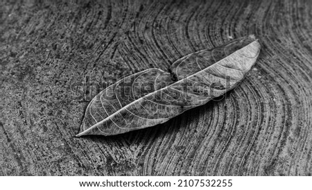 Black and white, Dry brown leaves lying in the yard. Nature Background concept. Art Photography