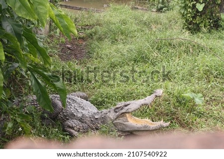 Critically endangered Siamese crocodile in Teritip Crocodile Farm, Balikpapan, East Borneo, Indonesia (original exclusive picture, editable)