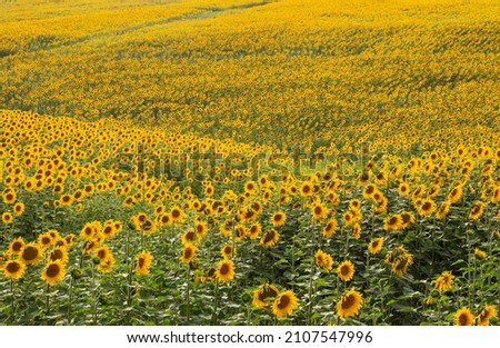 Sunflowers (Helianthus annuus), field, cultivations in the Campiña Cordobesa, Cordoba province, Andalusia, Spain
