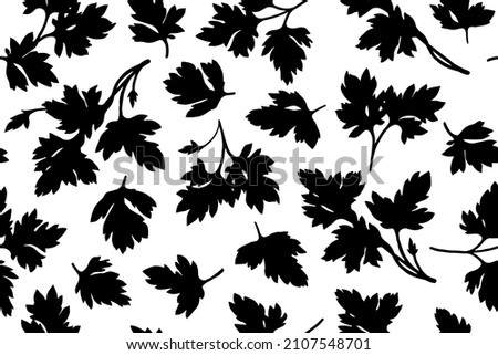 Print of parsley leaves for paper, textiles, and wall decorations. Vector graphics. Hand-drawn. Black and white silhouette of greenery. Outline of parsley. Pattern of greens. 