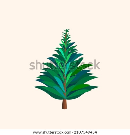 Australian pine. exotic tree. Growing in Australia. Vector illustration isolated on white background.