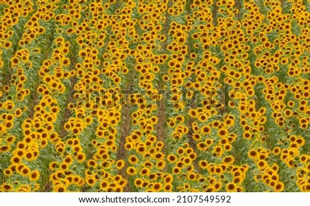 Sunflowers (Helianthus annuus), field, cultivations in the Campiña Cordobesa, Cordoba province, Andalusia, Spain