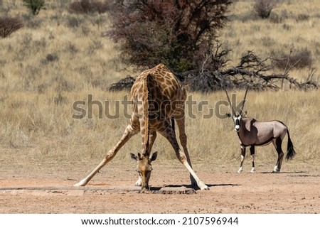 One giraffe drinking water with front legs spread wide and one oryx in the background in the Kgalagadi Transfrontier Park in South Africa