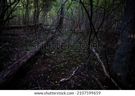 intact forest in Latvia, rotting fallen trees on forest ground, dark gloomy woods Royalty-Free Stock Photo #2107599659
