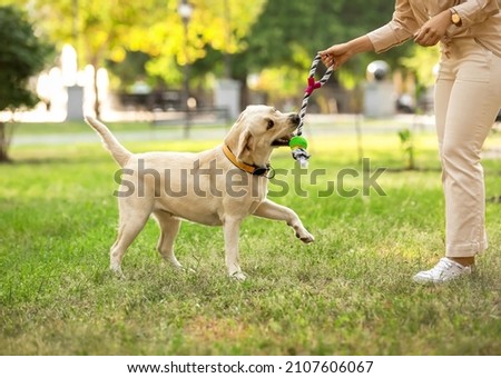 Woman playing with Labrador in park on summer day Royalty-Free Stock Photo #2107606067