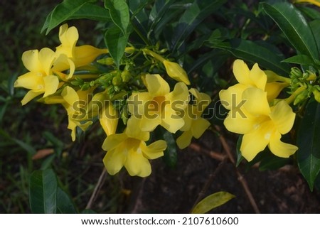 caroline jessamine is a yellow flower that grows in the garden. This plant functions as an ornamental plant. Royalty-Free Stock Photo #2107610600