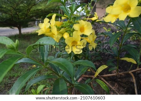 caroline jessamine is a yellow flower that grows in the garden. This plant functions as an ornamental plant. Royalty-Free Stock Photo #2107610603