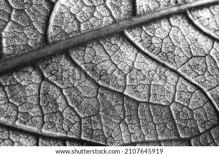 close-up of the texture of the leaf, black and white photo